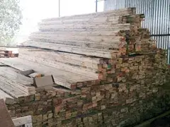 jungle-wood